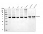 Anti-Flotillin 2 Antibody Picoband™ (monoclonal, 4D8A3)